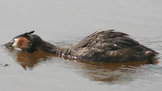 Great Crested Grebe