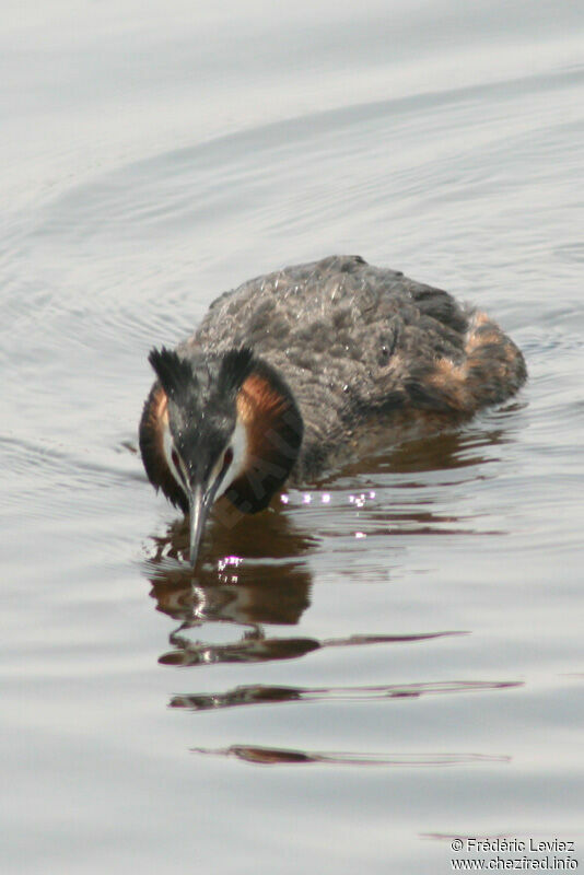 Great Crested Grebeadult breeding