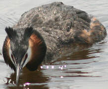 Great Crested Grebe