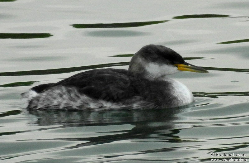 Red-necked Grebe, identification, close-up portrait, swimming