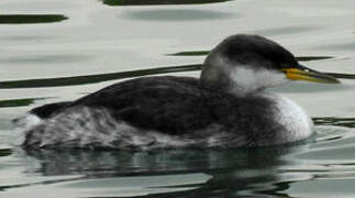 Red-necked Grebe