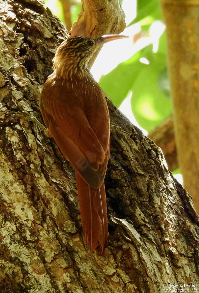 Streak-headed Woodcreeperadult, identification