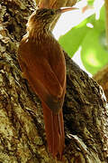 Streak-headed Woodcreeper