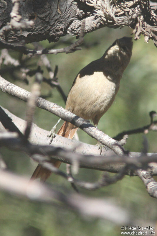 Olivaceous Woodcreeper