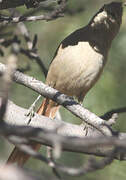 Olivaceous Woodcreeper