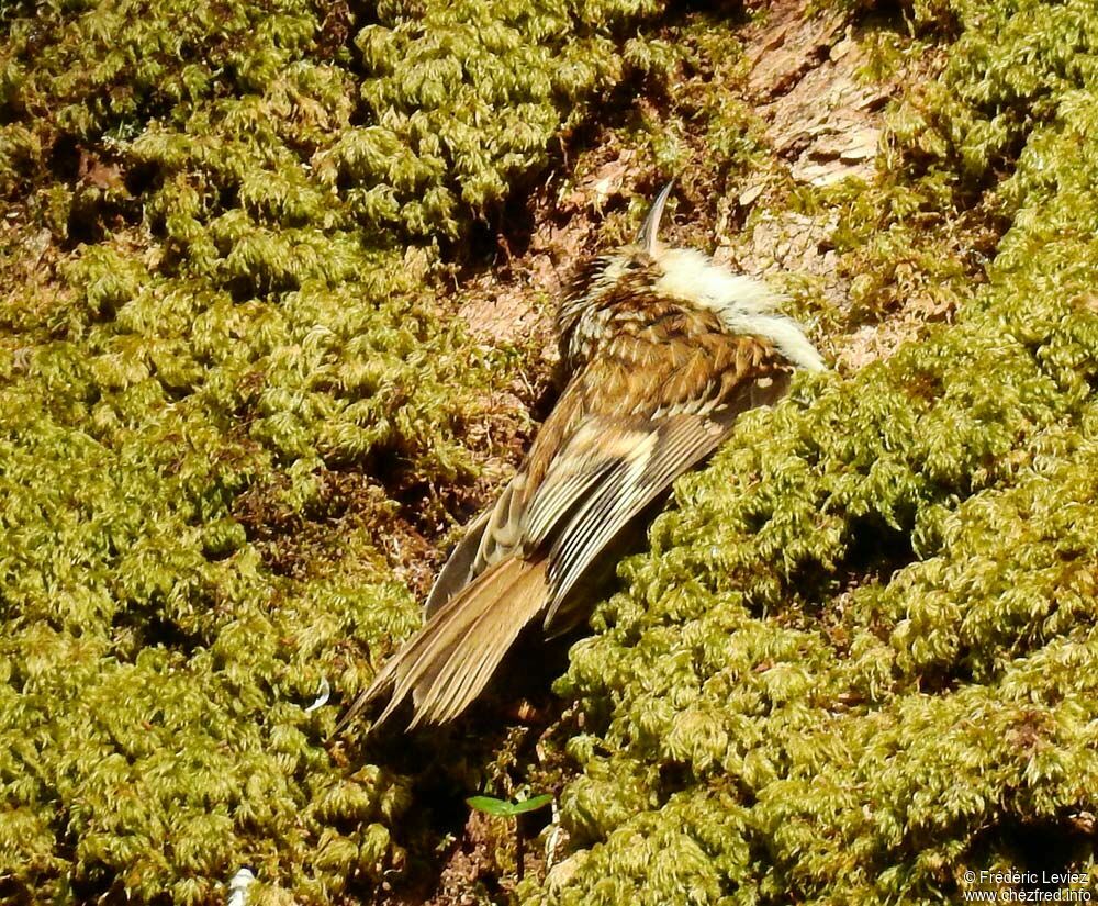 Grimpereau des boisadulte, identification