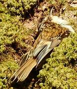 Eurasian Treecreeper