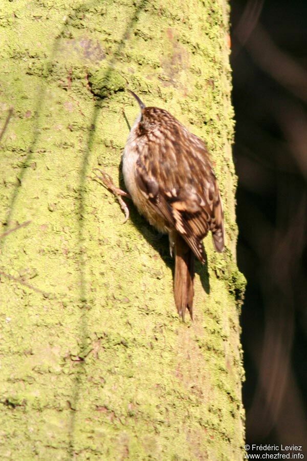 Short-toed Treecreeperadult