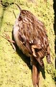 Short-toed Treecreeper