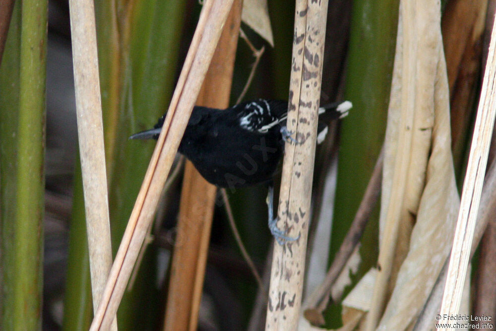 Jet Antbird male adult