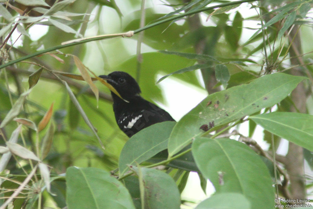 Dot-winged Antwren male adult, identification