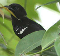 Dot-winged Antwren