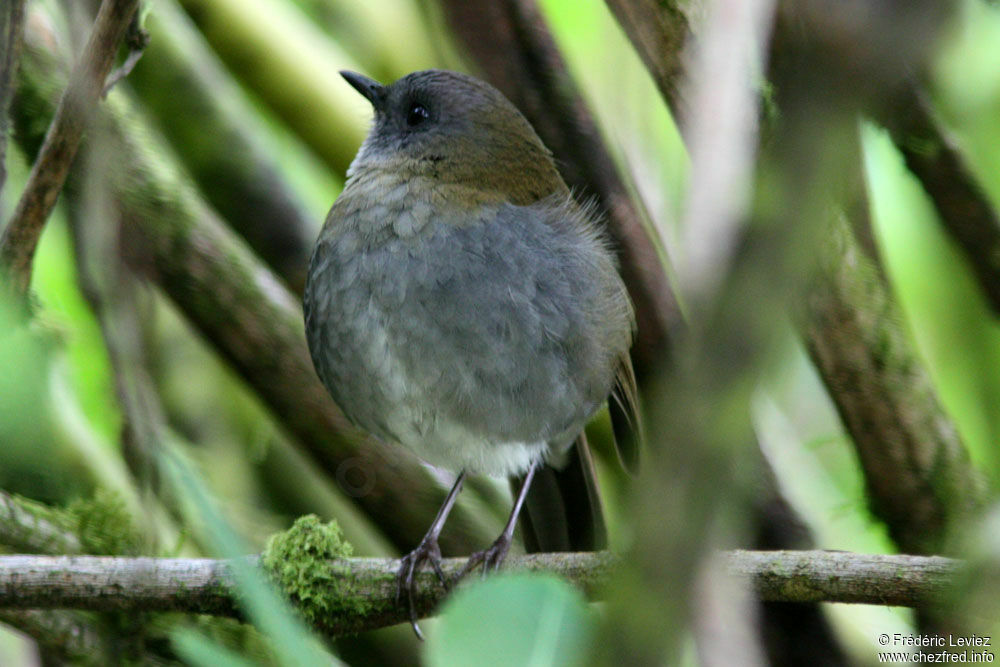 Grive à bec noiradulte, identification