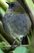 Black-billed Nightingale-Thrush