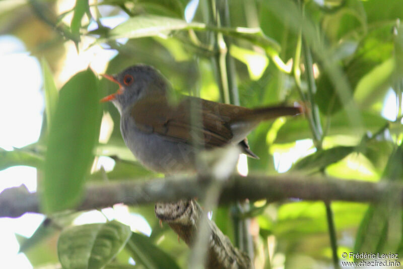 Orange-billed Nightingale-Thrushadult, identification, song