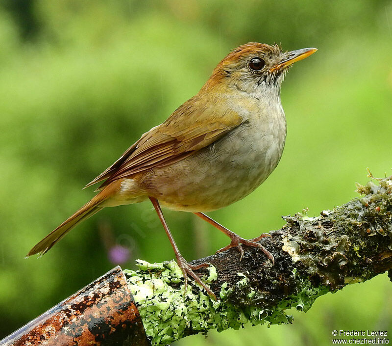 Ruddy-capped Nightingale-Thrushadult, identification