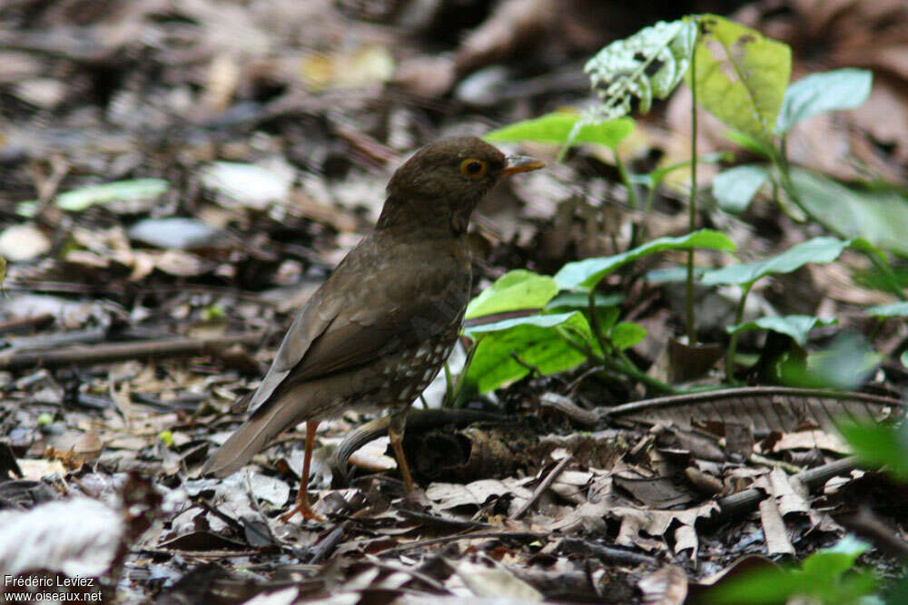 Forest Thrushadult, habitat