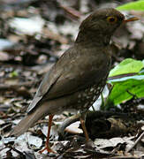 Forest Thrush