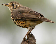 Ethiopian Thrush