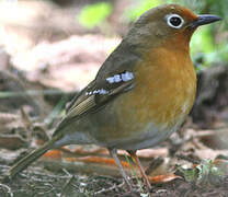 Abyssinian Ground Thrush