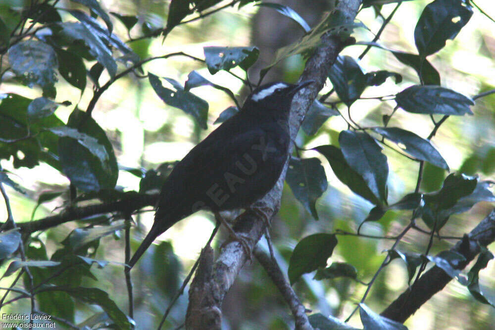 Grive de Sibérie mâle adulte, identification