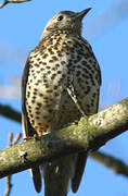 Mistle Thrush