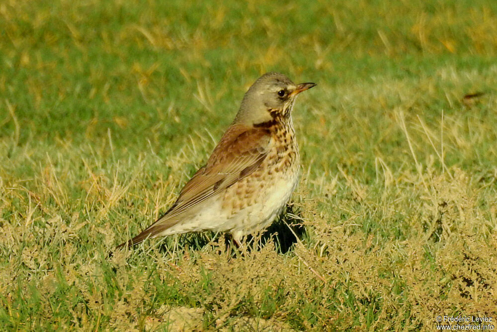 Fieldfare, identification, close-up portrait, walking