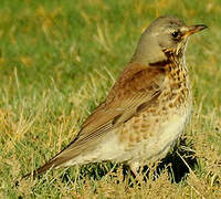 Fieldfare