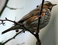 Redwing