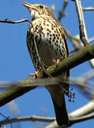 Song Thrush