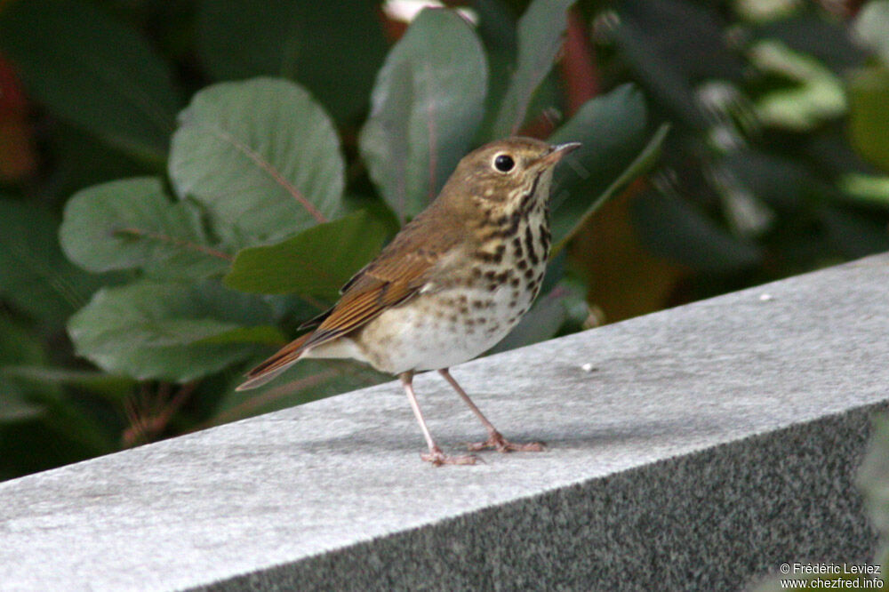 Grive solitaire, identification