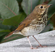 Hermit Thrush