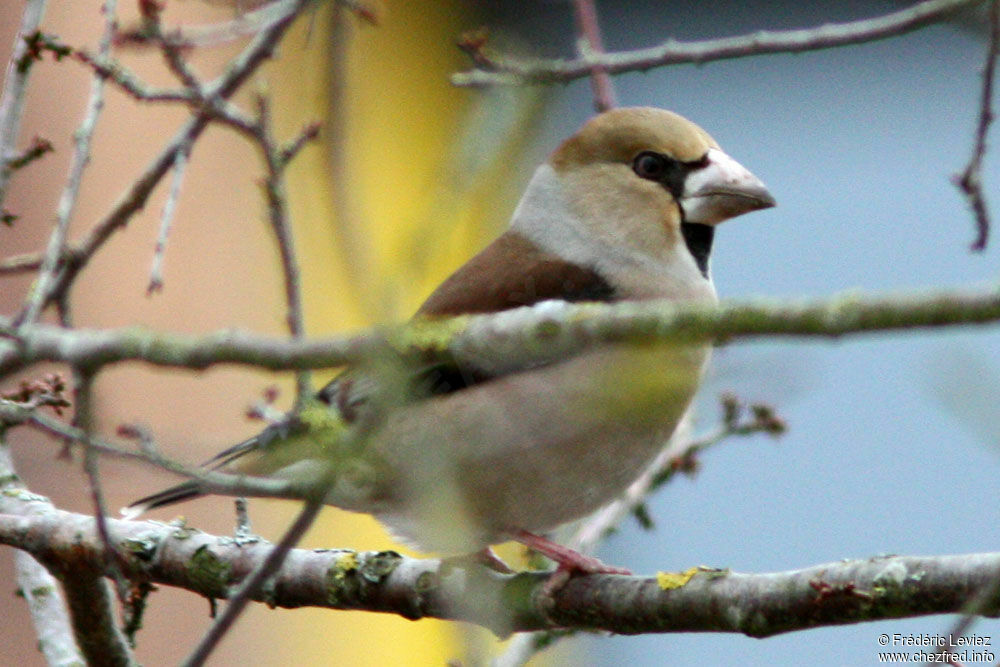 Grosbec casse-noyauxadulte, identification