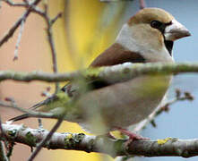 Hawfinch