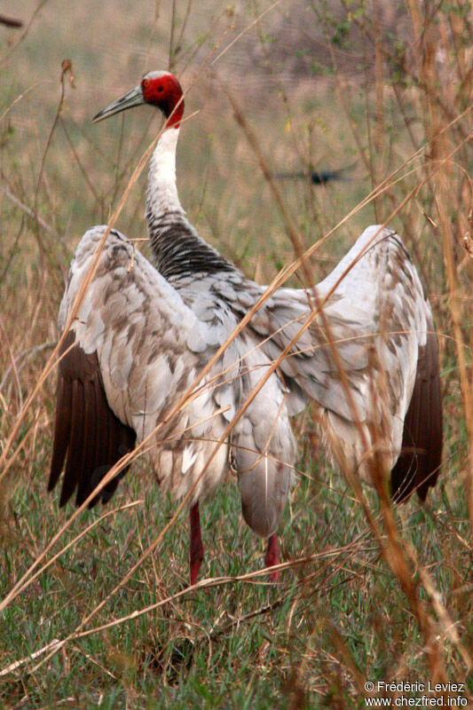 Grue antigoneadulte, identification