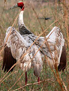 Sarus Crane