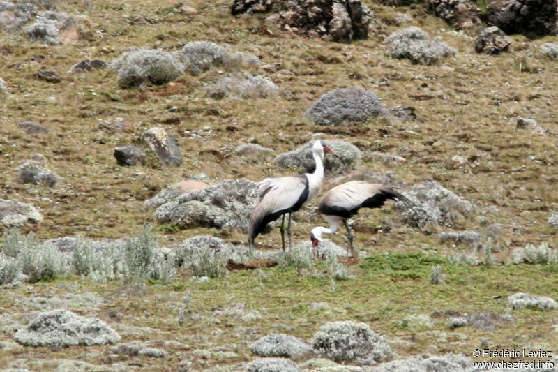 Wattled Crane adult