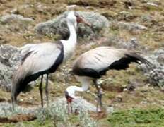 Wattled Crane