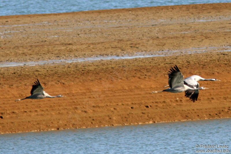 Common Crane