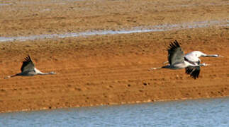 Common Crane