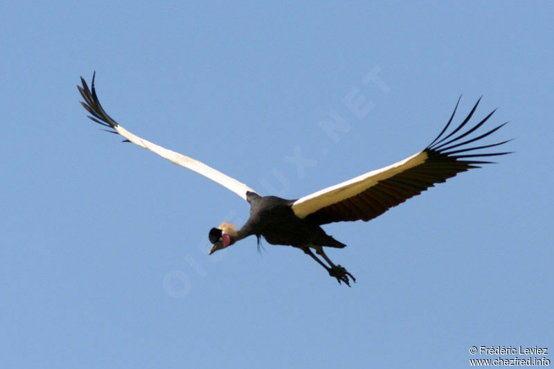 Black Crowned Craneadult