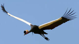 Black Crowned Crane