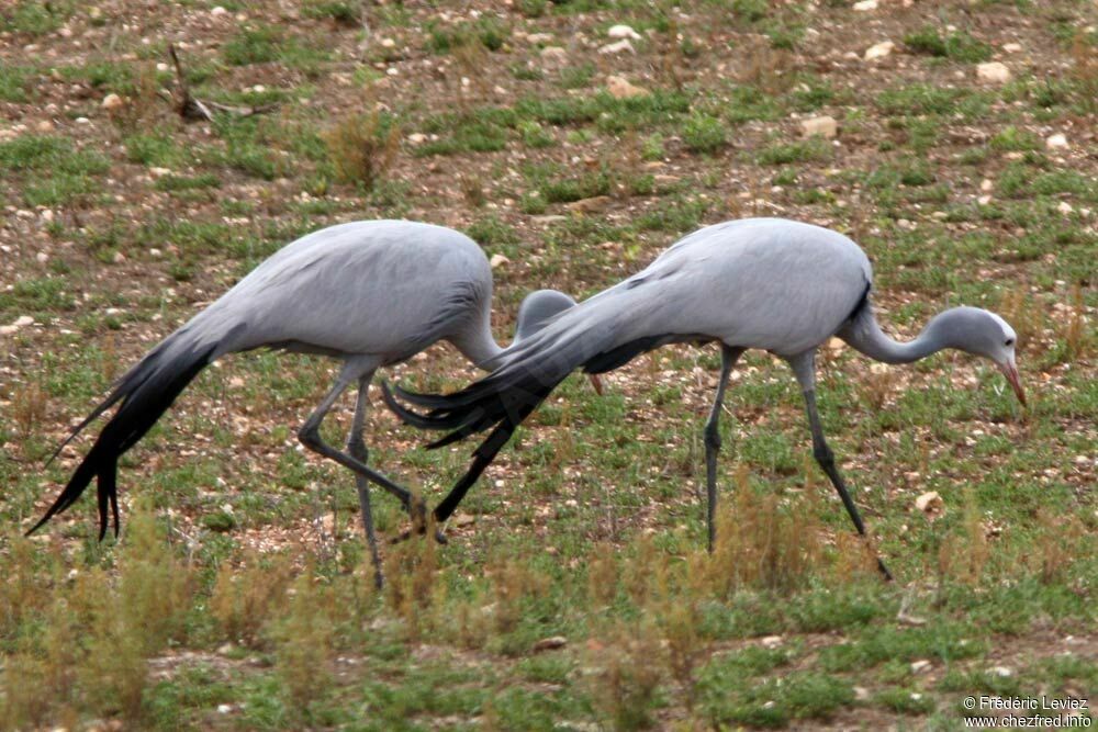 Blue Craneadult, identification