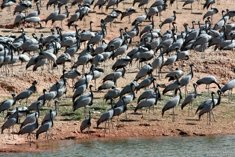 Demoiselle Crane, identification