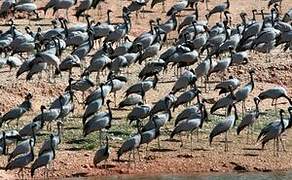 Demoiselle Crane