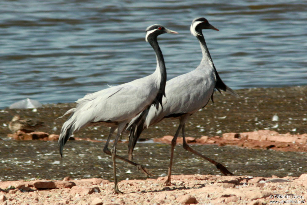 Grue demoiselleadulte, identification