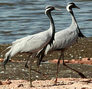 Demoiselle Crane