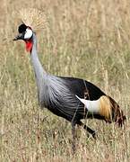 Grey Crowned Crane