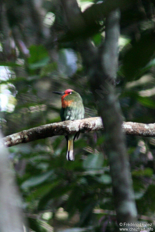 Red-bearded Bee-eater male adult, identification