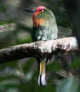 Red-bearded Bee-eater